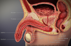 <p>urethra; semen</p>