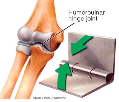 <p>hinge joint</p>