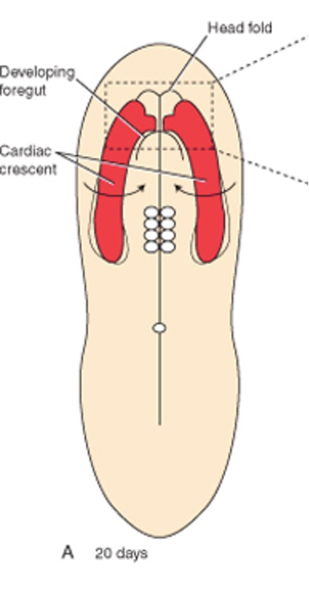 <p>How do the mesoderm cells begin to form the heart??</p>