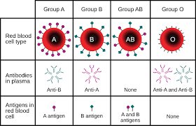 <p>What blood type has both A and B antigens?</p>