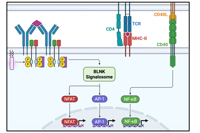 <p>transcriptional activation in naive B cells recognizing TD antigens</p>