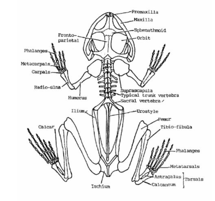 <p>Pedicellate teeth (Dissorophids juveniles too)</p><p>intercentrum dominant</p>