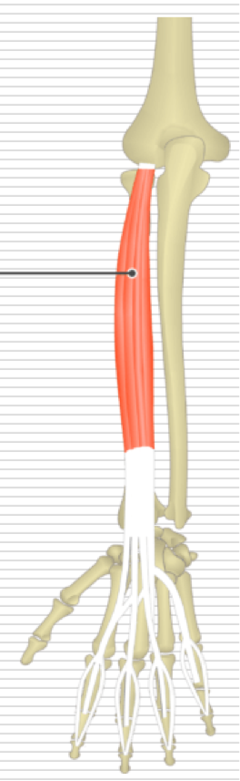 <p>Extension of finger 2-5</p><p>Extension of wrist </p><p>O - Lateral epicondyle of humerus </p><p>I - Dorsal aspect of bases of middle and distal phalanges 2-5</p>