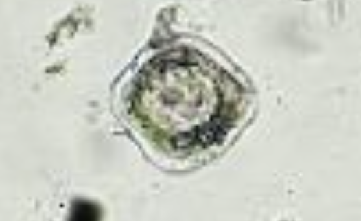 <p>ID egg (DH: horse)</p>