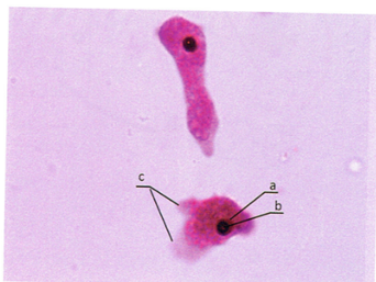 term image