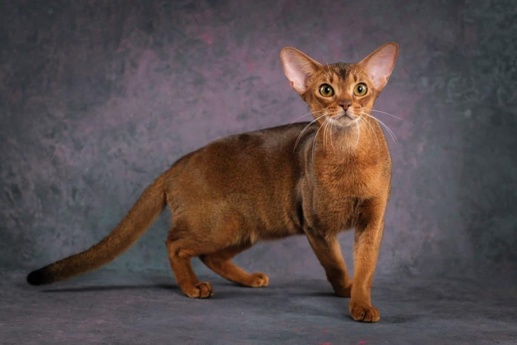 <p>Abyssinian</p>
