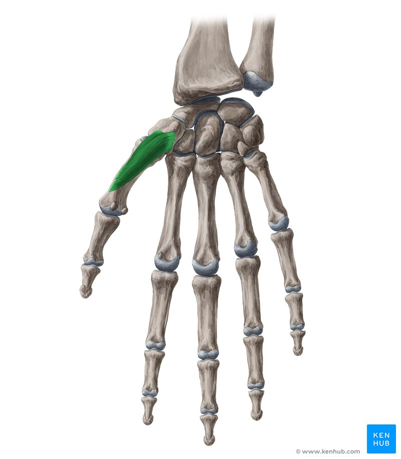 <p>What Muscle?</p>