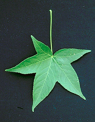 <p>Liquidambar styraciflua</p>