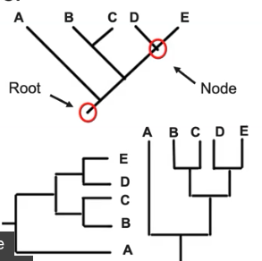 <ul><li><p>Nodes is where two lines meet — represents the most recent common ancestor</p></li><li><p>The root represents the common ancestor of all species on the phylogenic tree or cladogram </p></li><li><p>Orientation of phylogenic trees or cladograms can be horizontal or vertical </p></li><li><p>A node can be rotated</p></li></ul><p></p>
