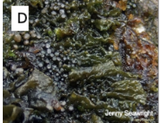 <p>Which lichen growth form is this? </p>