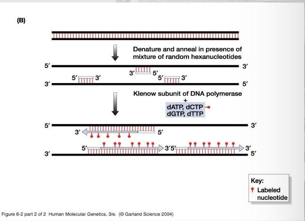 <p>Random primers - strand synthesis</p>