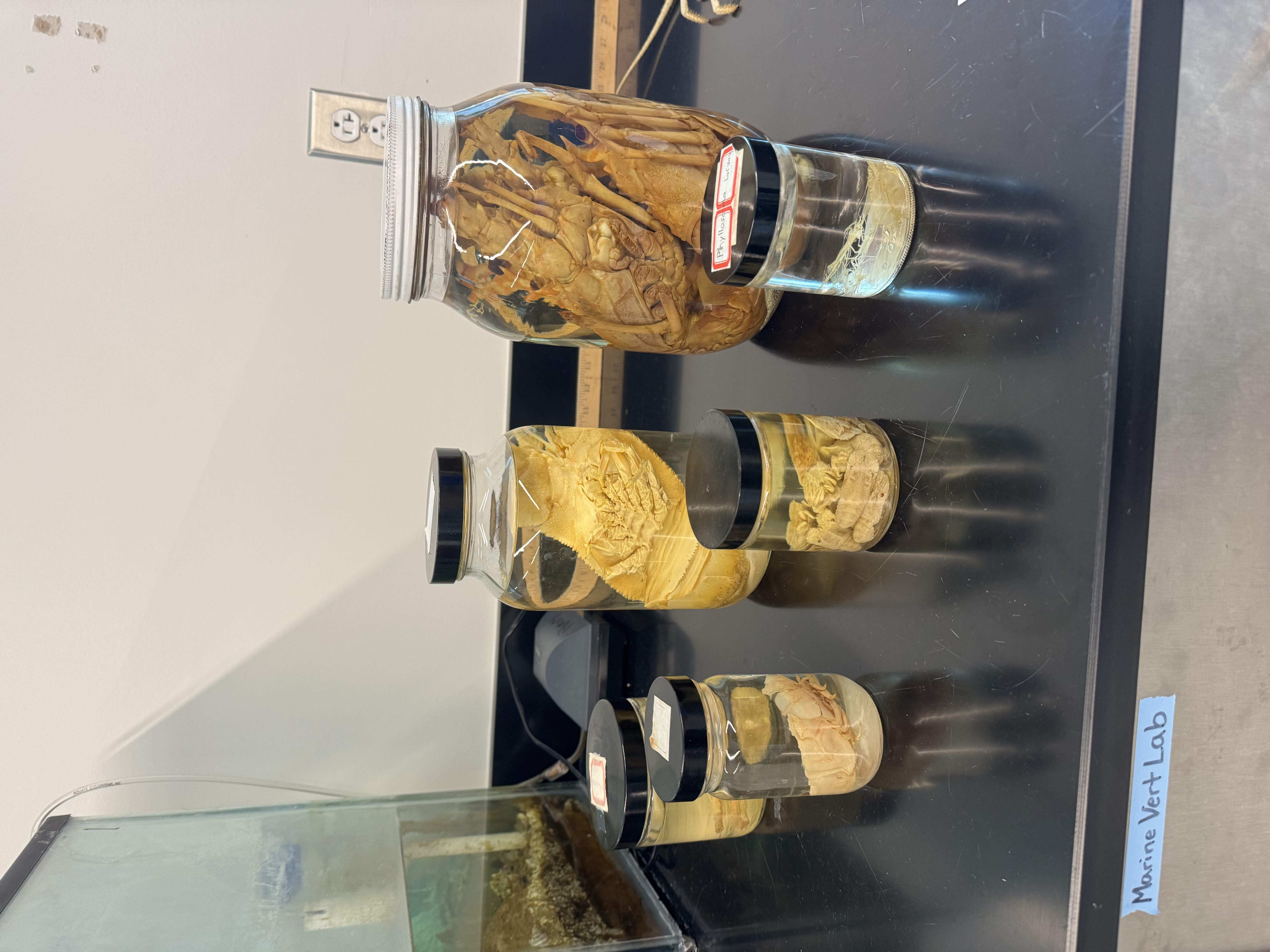 <p>Phylum?</p><p>Subphylum?</p><p>Class?</p><p>Order?</p><p>Suborder?</p><p>Infraorder?</p>