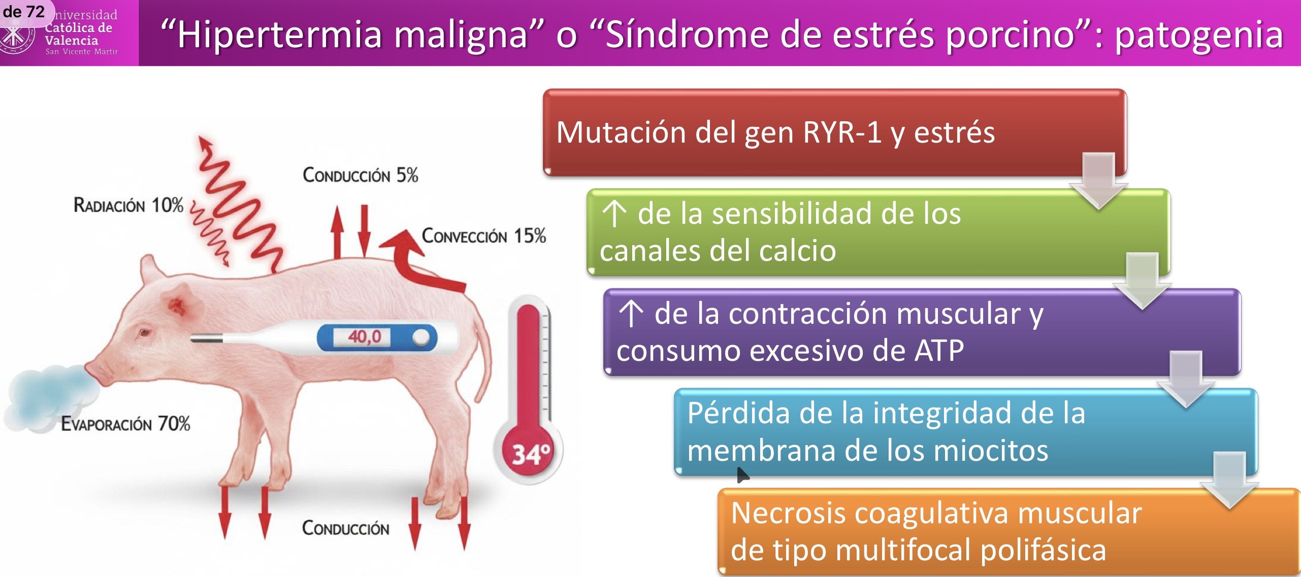 <p>MÚSCULO-ESQUELÉTICA: Hipertermia maligna o síndrome del estrés porcino </p>