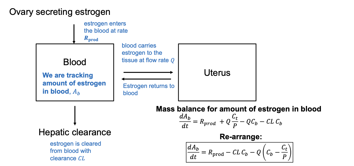 <p>Pharmacokinetic model</p><p>standard perfusion limited PBPK assumption: tissue concentration is related to concentration in blood leaving the tissue by a partition coeffiient (P = Ct/Cvt)</p><p>Ct = tissue concentration, Cvt = concentration venous blood leaving tissue, P = partition coeff</p><p>Start by defining in vs out</p><ul><li><p>substitute in any rate terms</p></li><li><p>multiply rates by their respective concentrations, remember to convert units as well</p></li><li><p>Ex: estrogen delivery to tissue = blood flow rate Q <em>concentration of estrogen in blood (Cb) —> term is Q</em>*CB</p></li></ul><p></p>