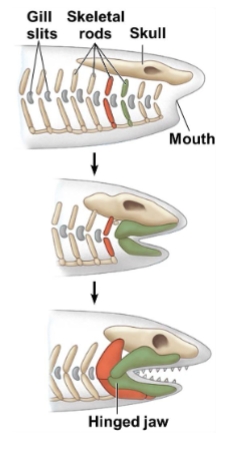 <ul><li><p>have a flexible skeleton made primarily of cartilage</p></li><li><p>have gill slits and skeletal rods, paired fins</p></li></ul><p></p>