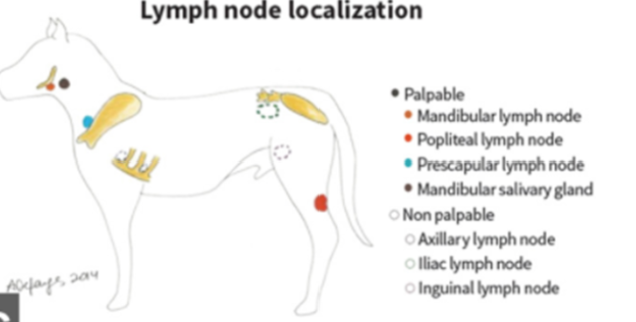 <p>Describing Healthy Peripheral Lymph Nodes:</p><p>1. Symmetric (to contralateral LN)</p><p>2. Soft</p><p>3. Mobile</p><p>4. Non-painful</p><p>5. No heat</p>