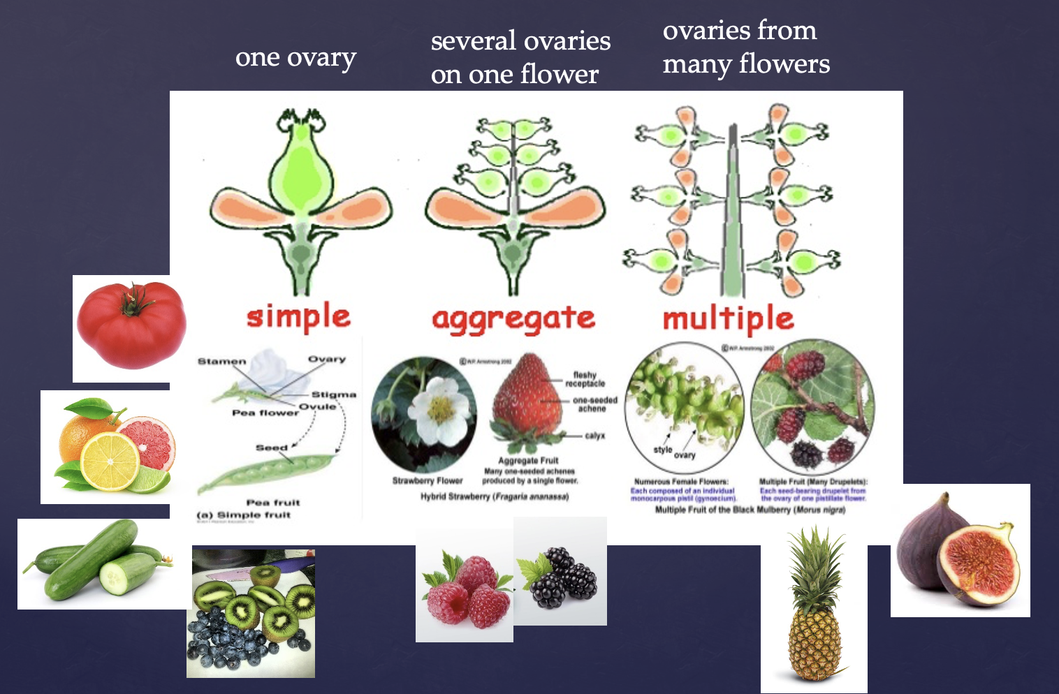 <p>Developed from fertilized (ripened) ovary</p>
