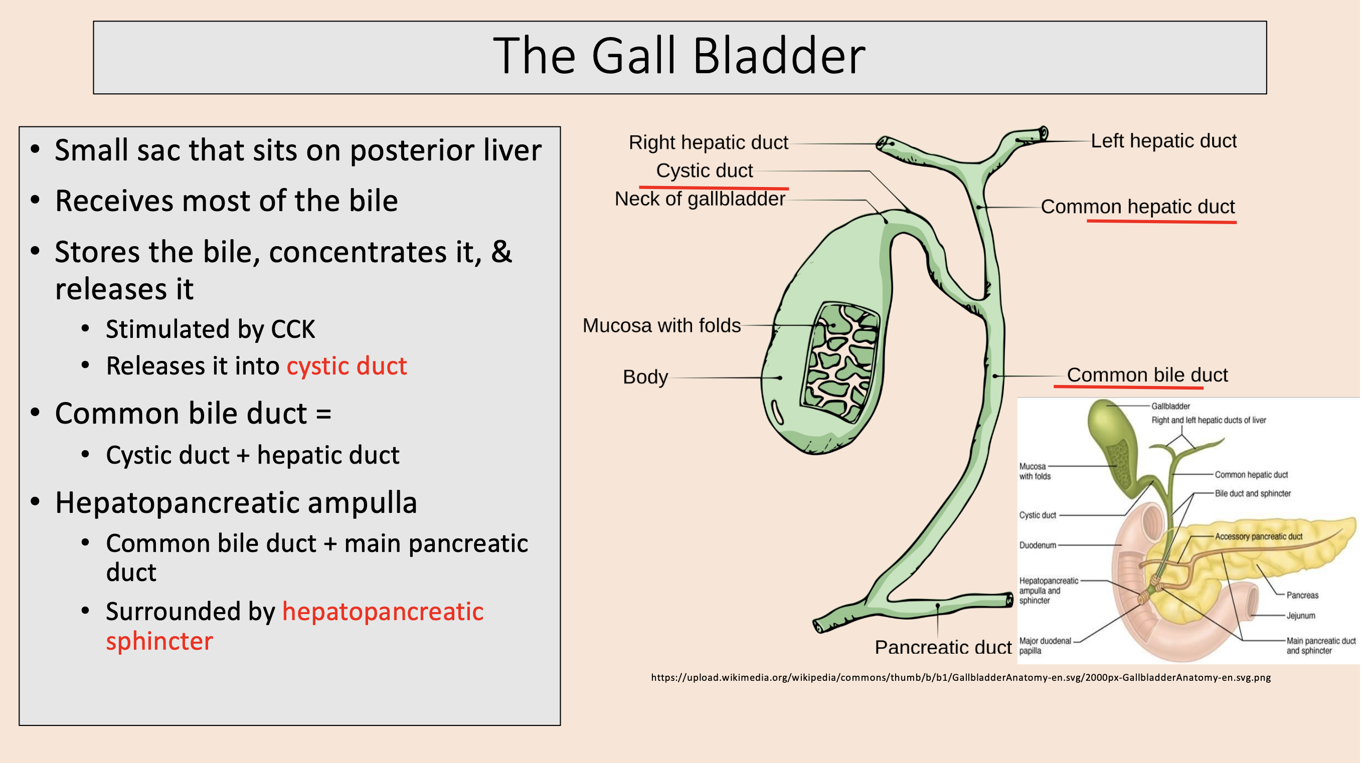 <p><span>common bile duct </span></p>
