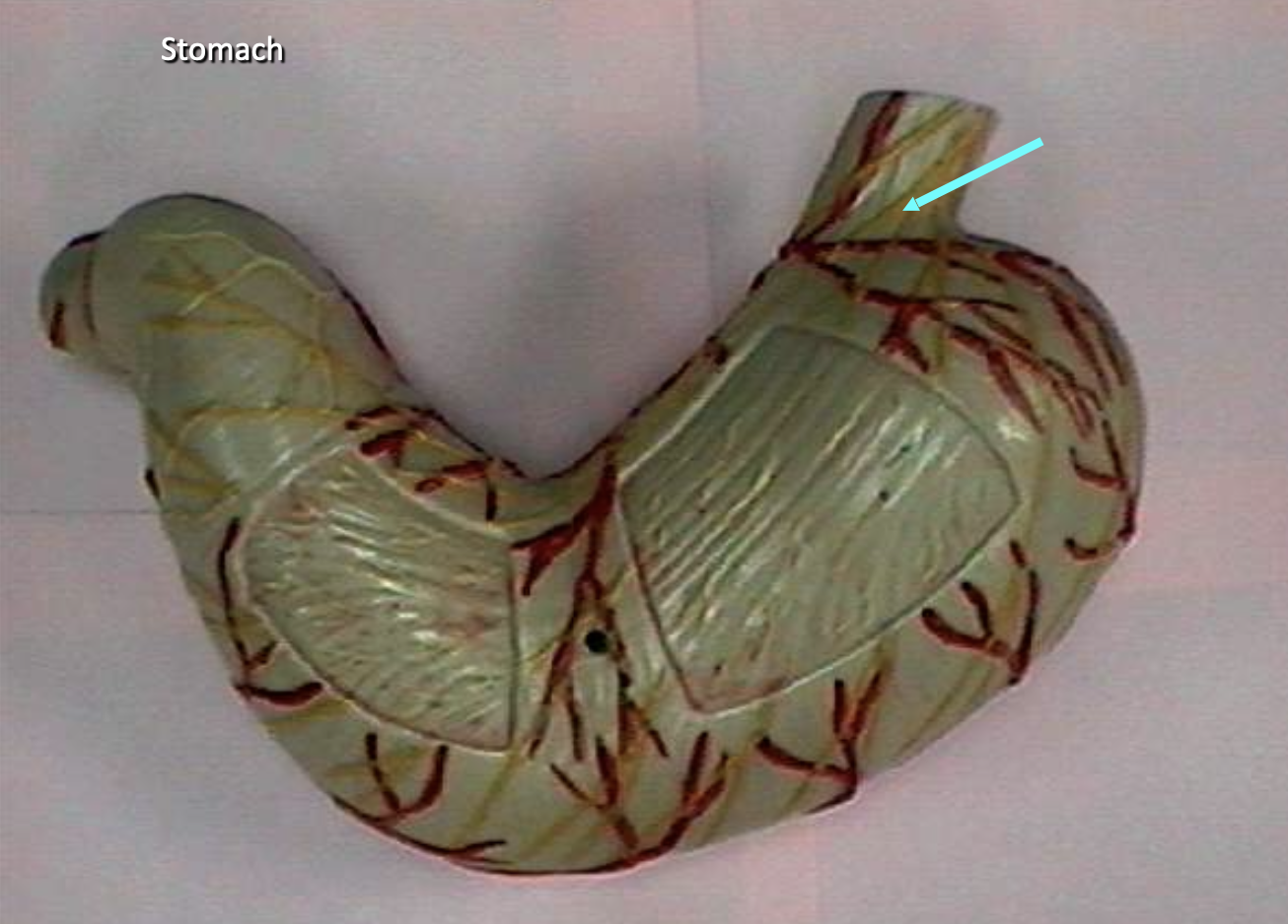 <p>Identify the organs of the digestive tract.</p>