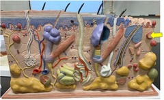 <p>touch receptor that responds to pressure and lower frequency vibrations</p>