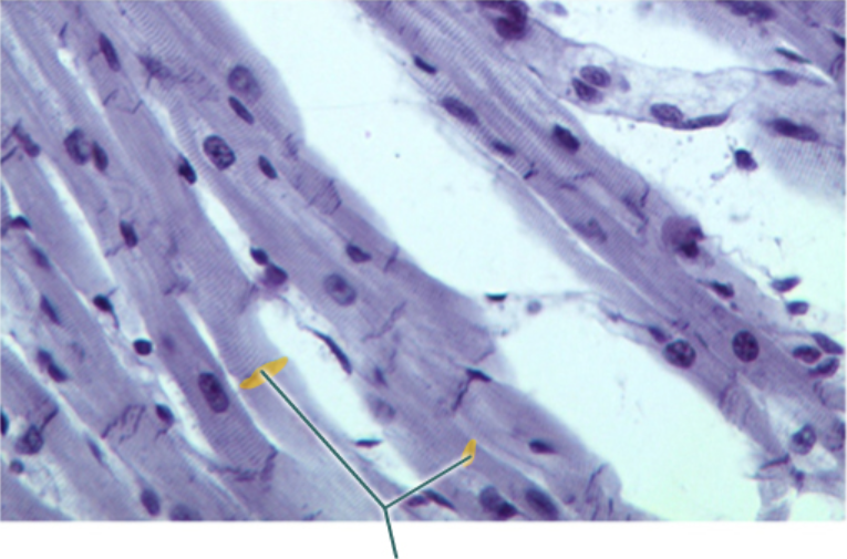 <p>Which structures are highlighted?     </p>