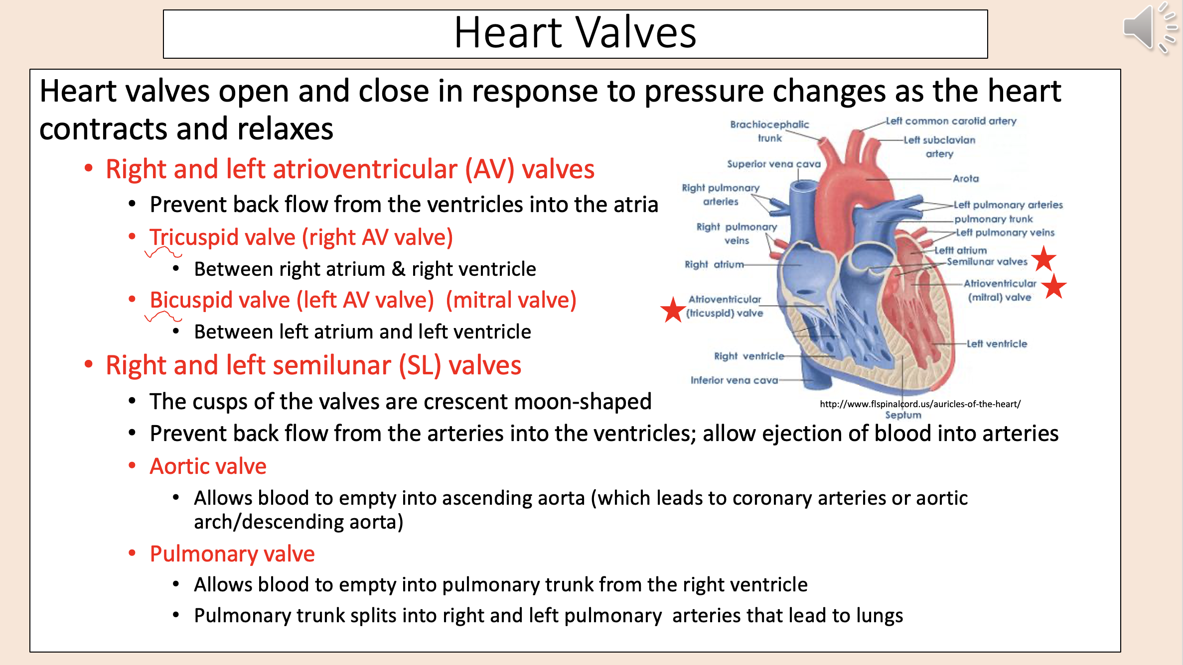 <p><span style="color: rgb(255, 0, 0);">right and left atrioventricular valves</span></p><p><span style="color: rgb(255, 0, 0);">right and left semilunar valves</span></p>