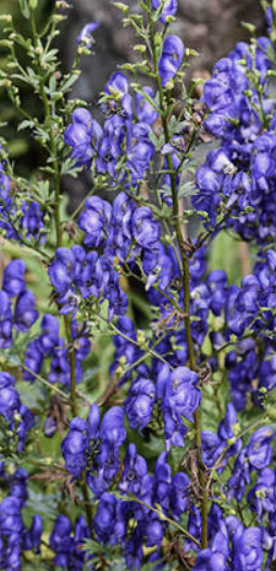 <p>What genus contains plants known as devil’s helmet, queen of poisons, and blue rocket? The alkaloids are aconitine, hypaconitine, and mesaconitine, with high affinity binding to the open state of voltage-sensitive sodium channels, and persistent activation of the Na channels. There will be an increase in Ca due to acetylcholine release. Fatal poisoning is due to GI (nausea, diarrhea), muscle weakness, and CVS (hypotension, bradycardia, arrhythmias). Treatment is with atropine and support.</p>