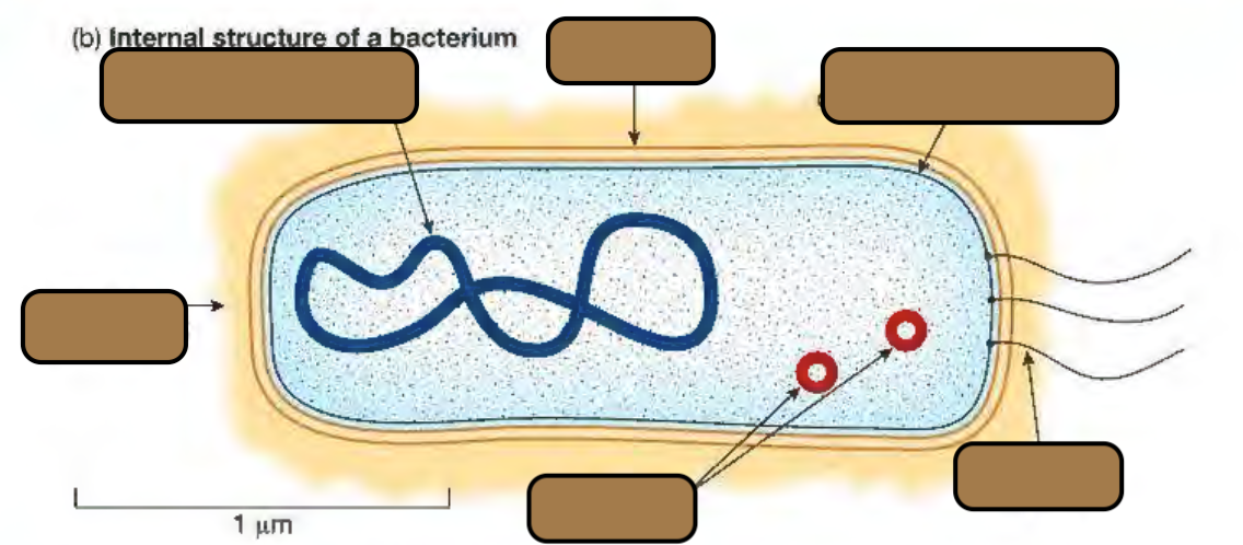 <p><span style="background-color: transparent;">Label the anatomy and explain the function of bacteria</span></p>