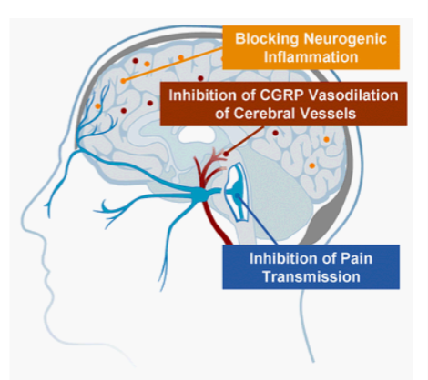 <p>small molecule of CGRP antagonists or antibodies </p>