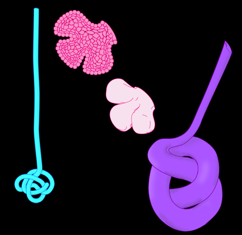 <p>Skin glands</p>