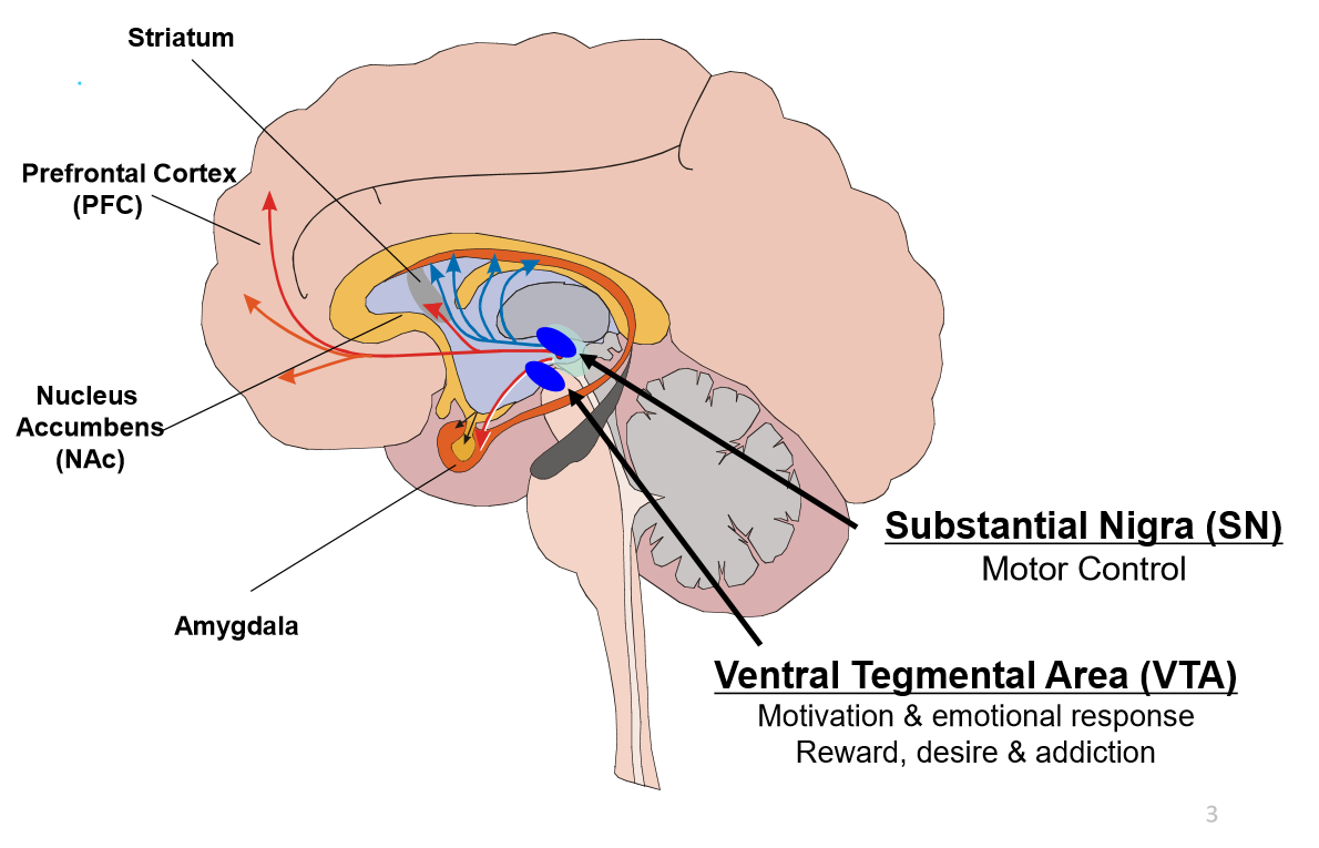 <ul><li><p><strong>Substantia nigra</strong>: motor coordination</p><ul><li><p>Long projections into the basal ganglia & motor cortex</p></li></ul></li><li><p><strong>Ventral tegmental area</strong>:</p><ul><li><p>Motivation, emotional response, reward, desire, & addictive behaviours</p></li></ul></li></ul><p></p>