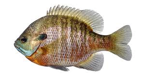 <p>Lepomis macrochirus</p><p>Body deep, small mouth</p><p>Long pectoral fins</p><p>Back and upper sides dark green</p><p>5-9 chain like vertical bars</p><p>Black operculum flap lacking white margin or red tip</p>