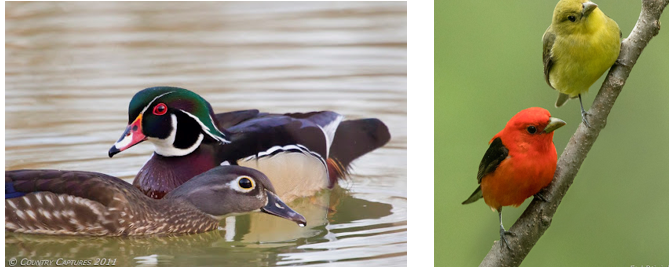 <ul><li><p>a special case of natural selection: sexual selection</p><ul><li><p><u>sexual selection</u>: natural selection acting on traits involved in obtaining mates</p><ul><li><p>fundamental asymmetry of sex predicts:</p><ul><li><p>members of rarer sex (in breeding season) that provide more parental care are “choosy” about mates</p><ul><li><p>usually females</p></li></ul></li><li><p>members of more abundant sex (in breeding season) that provides less parental care typically compete for mates</p><ul><li><p>usually males</p></li></ul></li><li><p>sexual selection produces sexual dimorphism</p><ul><li><p><u>sexual dimorphism</u>: differences in morphology of sexes </p></li><li><p>e.g., <span>sexual dimorphism in Wood Ducks and Scarlet Tanagers</span></p></li></ul></li></ul></li></ul></li></ul></li></ul><p></p>