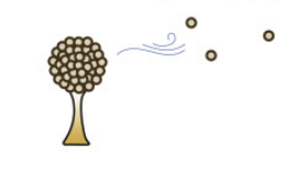 <p>Why multicellularity? (1/10)</p><p>Propagules (2)</p>