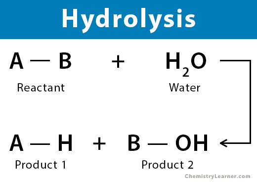 <p>Hydrolysis</p>