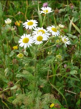 <p><span style="font-family: "Open Sans";">Anthemis arvensis - Common Chamomile</span></p>