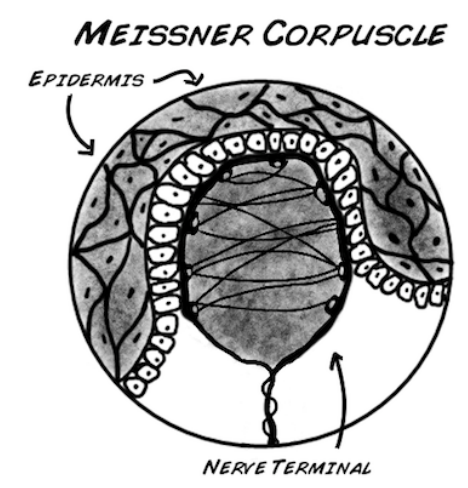 <p>Meissner corpuscles are specialized for controlling hand grip; These are found in the upper dermis. They also fire only when a stimulus is first applied and then when it is removed. For example, when you grab a glass of water they fire, and once again when you let go of the glass. Notice that this type of coding is very different from the cockroach and cricket "rate coding" responses we have observed in Getting Started with your SpikerBox (spikerbox), Rate Coding (ratecoding), Neural Adaptation (somatotopy) and Spike Referencing (referencing), but slightly similar to the earthworm touch coding experiments we see in Introduction to Conduction Velocity (Neural Speed) (speed).</p>
