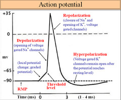 <p>when a stimulus reaches the threshold value, *voltage-gated sodium ion channels* open</p><p>Na⁺ ions diffuse into axon down electrochemical gradient, causing more Na⁺ V-G channels to open by positive feedback</p><p>increase in Na⁺ ions inside axon produces charge of +40mV</p><p>axon is depolarised</p>