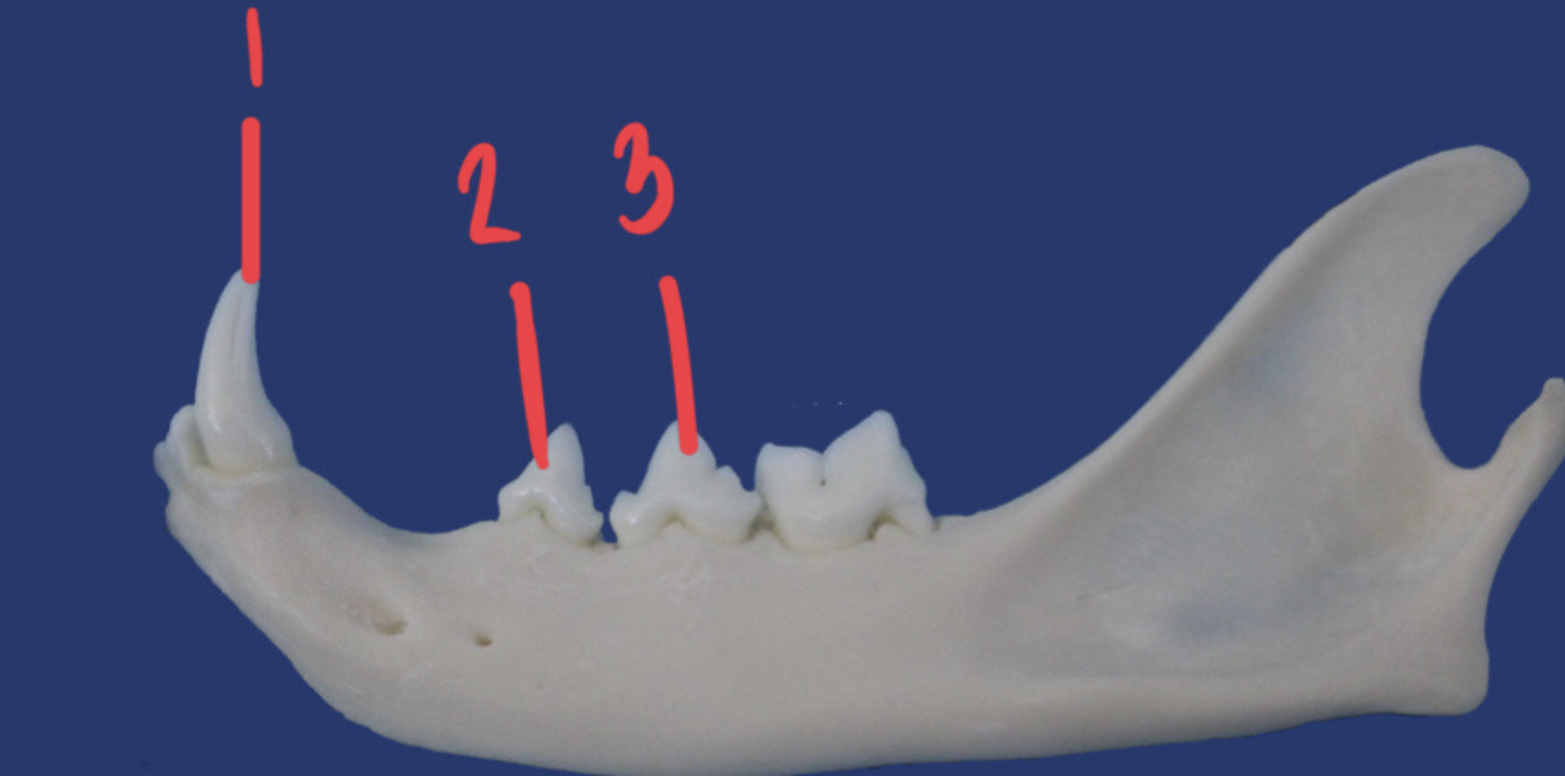 <p>What is the number according to the triadan system for 1? How many roots does it have and what animal is this?</p>