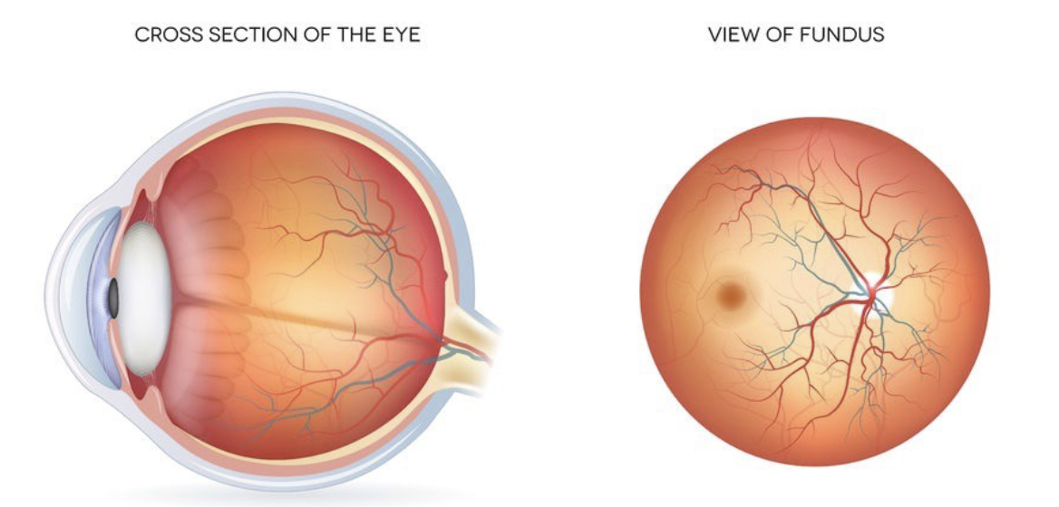 <ul><li><p>the interior surface of the eye</p></li><li><p>includes the retina, optic disc, macula, fovea, and posterior pole</p></li></ul><p></p>