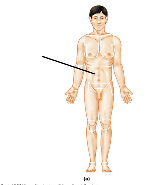 <p>Abdominal</p>