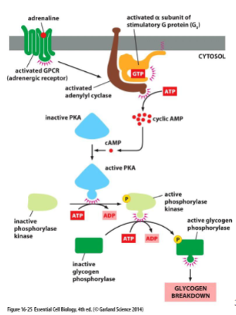<p>cAMP activate cAMP-dependent protein kinase (PKA). Normally inactivated by binding to a regulatory protein. binding of cAMP ot PKA releases regulatory protein. PKA can then phosphorylate other proteins like glycogen phosphorylase in skeletal muscle.</p>