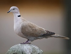 <p>What is the order, family, and species?</p>