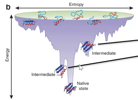 <p>troughs represent intermediates</p><p>wide funnel → lots of folding paths</p>