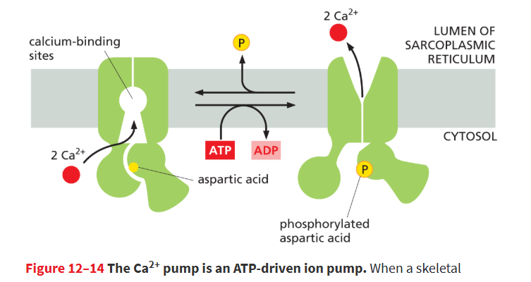 <p><strong>are found in both the plasma membrane and the endoplasmic reticulum (ER)</strong>.</p><ul><li><p>In <strong>muscle cells</strong>, a specialized ER called the<u> </u><strong><u>sarcoplasmic reticulum (SR)</u></strong> stores Ca²⁺.</p></li></ul><p>remove Ca²⁺ from the cytosol into the ER lumen for storage.</p>
