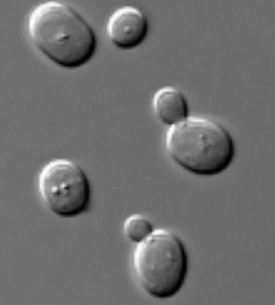 <p>via mitotic budding</p>