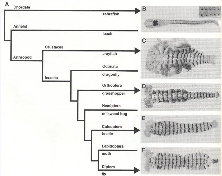 <p>What does this show about mesoderm segmentation throughout evolution?</p>