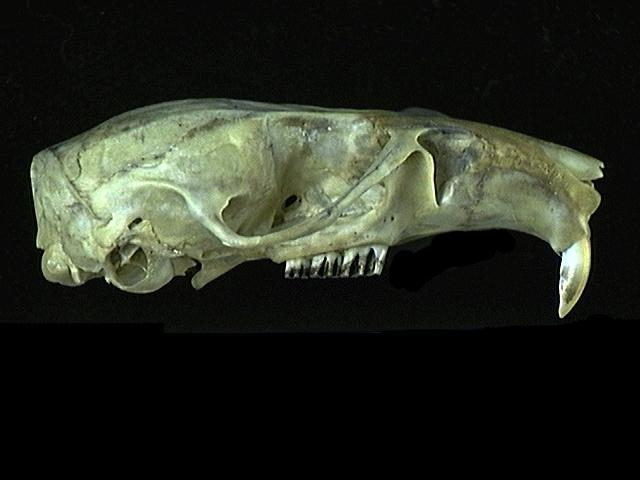 <p>Family Cricetidae Neotoma lepida (desert woodrat)</p>