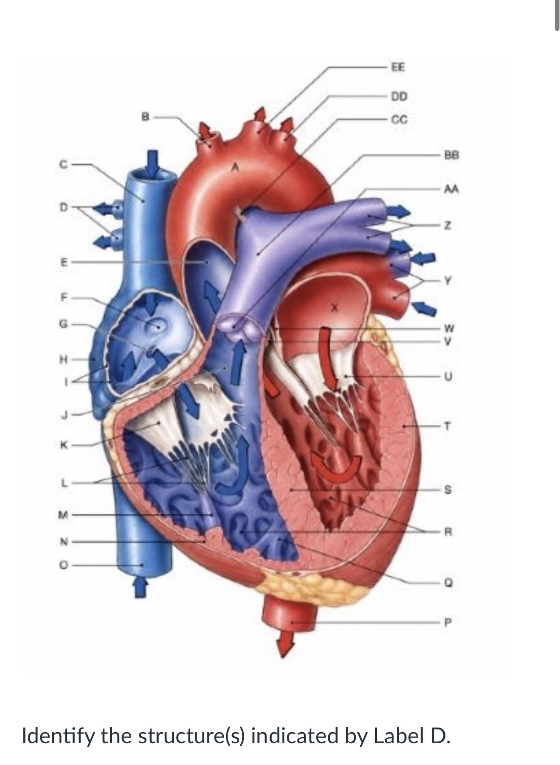 <p><span>Carotid arteries</span></p><p><span>Subclavian arteries</span></p><p><span>Pulmonary veins</span></p><p><span>Pulmonary arteries</span></p>