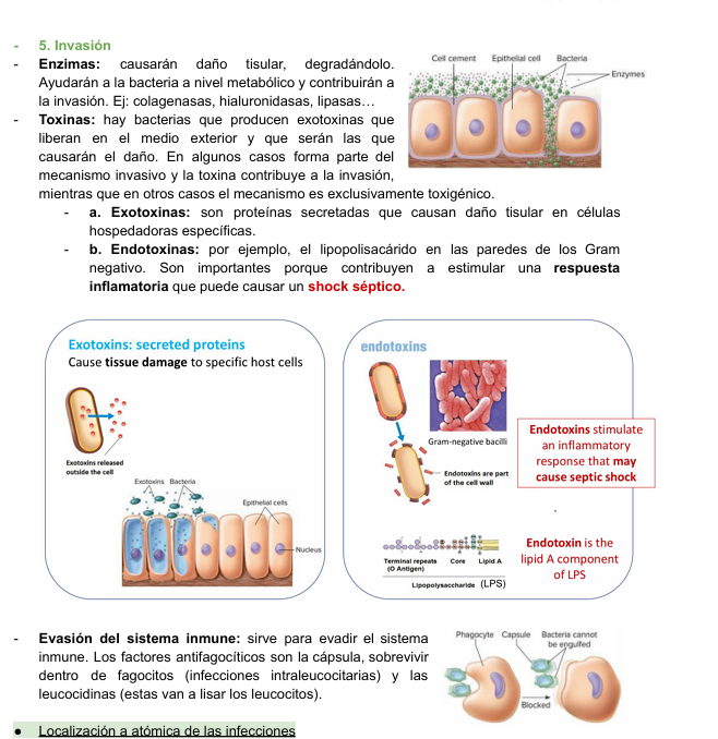 <p><strong>Enzimas:</strong></p><ul><li><p>Causarán daño tisular, degradándolo</p></li><li><p>Ayudarán a la bacteria a nivel metabólico y contribuirán a la invasión</p></li></ul><p><strong>Toxinas:</strong></p><ul><li><p>Hay bacterias que producen </p><ul><li><p>exotoxinas que liberan en el medio exterior y que serán las que causarán el daño</p></li></ul></li><li><p>EN algunos casos forma parte del mecanismos invasivo y la toxina contribuye a la invasión, mientras que en otros casos el mecanismo es exclusivamente toxigénico </p><ul><li><p>Exotoxinas</p><ul><li><p>Son proteínas secretadas por que causan daño tisular en células hospedadoras específicas</p></li></ul></li><li><p>Endotoxinas</p><ul><li><p>Por ejemplo el lipopolisacárido en las paredes de los gram negativo</p></li><li><p>Son importantes porque contribuyen a estimular una respuesta inflamatoria que puede causar un shock séptico</p></li></ul></li></ul></li></ul><p><strong>Evasión del sistema inmune:</strong></p><ul><li><p>Sirve para evadir el sistema inmune. Los factores antifagocíticos son la cápsula, sobrevivir dentro de fagocitos (infecciones intraleucocitarias) y las leucocidinas (estas van a lisar los leucocitos).</p></li></ul><p></p>